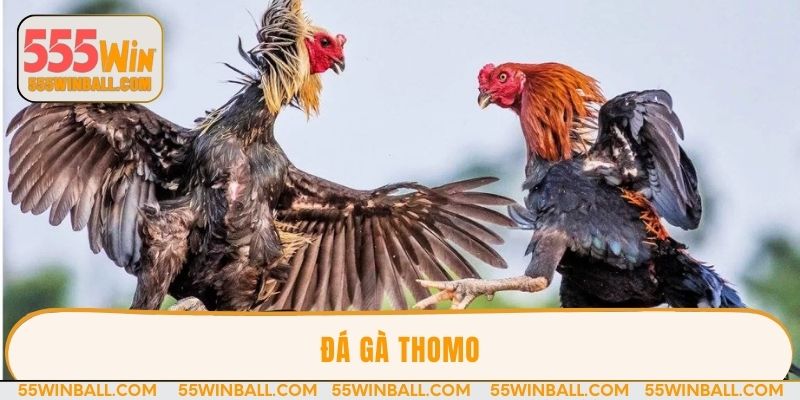 Đá gà thomo | Cá cược đỉnh cao từ các cuộc chiến nảy lửa