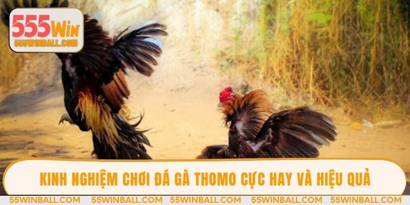 Kinh nghiệm chơi đá gà thomo cực hay và hiệu quả