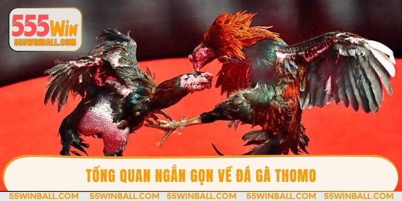 Tổng quan ngắn gọn về đá gà Thomo